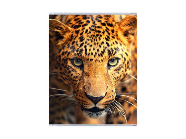 Cuadro de metacrilato leopardo