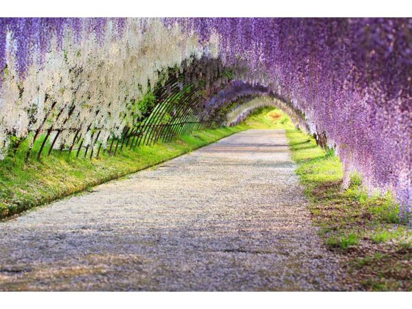 Papel Pintado Flores Moradas