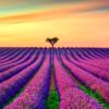 Fondo Fotográfico Natural Campo Lavanda Diseño