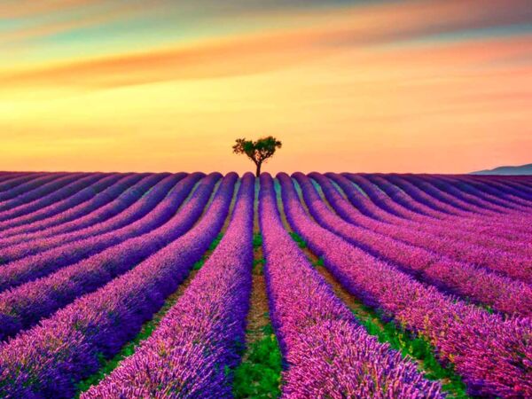 Fondo Fotográfico Natural Campo Lavanda Diseño