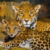 Fotocuadro Animales Familia Leopardos Diseño