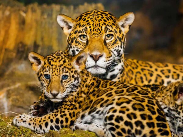 Fotocuadro Animales Familia Leopardos Diseño
