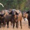 Fotocuadro Animales Búfalos Manada