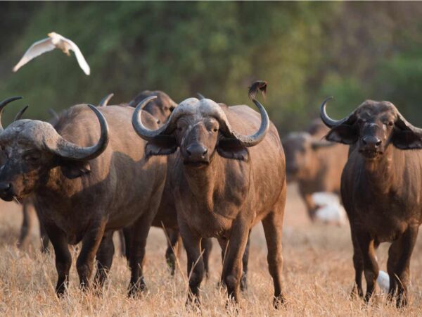 Fotocuadro Animales Búfalos Manada