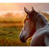 Fotocuadro Animales Caballo Atardecer