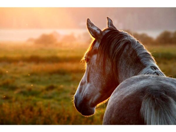 Fotocuadro Animales Caballo Atardecer