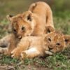 Fotocuadro Animales Cachorros Leones