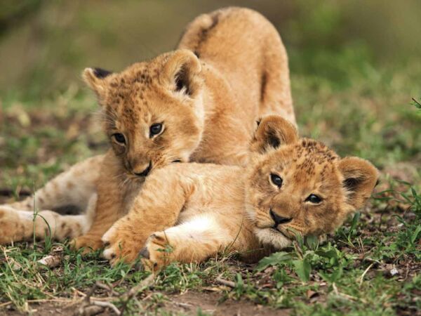 Fotocuadro Animales Cachorros Leones