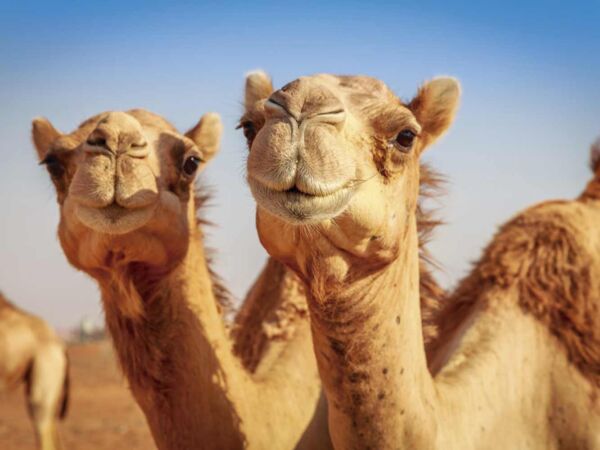 Fotocuadro Animales Camellos Desierto