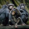 Fotocuadro Animales Chimpancés