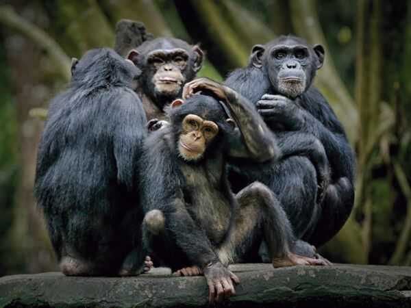 Fotocuadro Animales Chimpancés