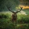 Fotocuadro Animales Ciervo Atardecer