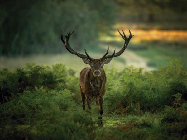 Fotocuadro Animales Ciervo Atardecer