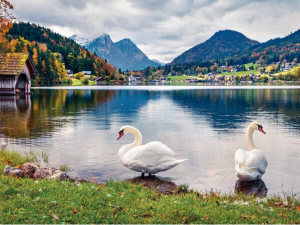 Fotocuadro Animales Cisnes Blancos