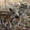 Fotocuadro Animales Lechones Jabalíes