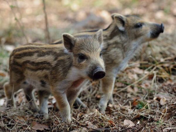 Fotocuadro Animales Lechones Jabalíes