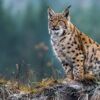 Fotocuadro Animales Lince Surasiático