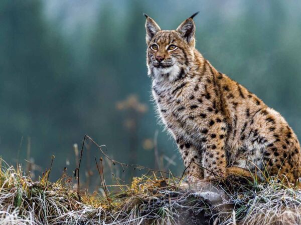 Fotocuadro Animales Lince Surasiático