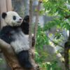 Fotocuadro Animales Oso Panda
