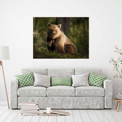 Fotocuadro Animales Oso Pardo