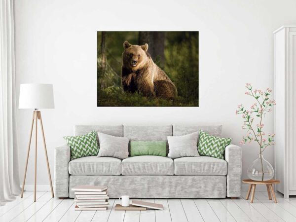 Fotocuadro Animales Oso Pardo