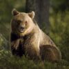 Fotocuadro Animales Oso Pardo
