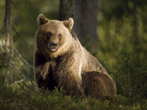 Fotocuadro Animales Oso Pardo