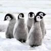 Fotocuadro Animales Pingüinos Polares