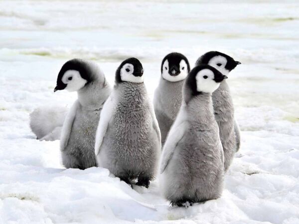 Fotocuadro Animales Pingüinos Polares