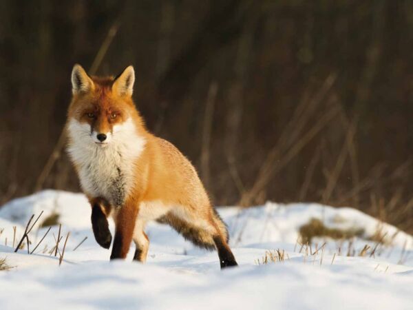 Fotocuadro Animales Zorro Polar