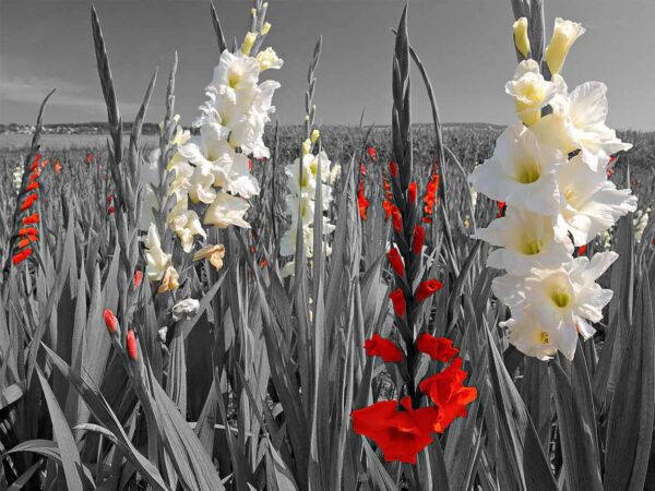 Fotocuadro Floral Blancas y Rojas Diseño