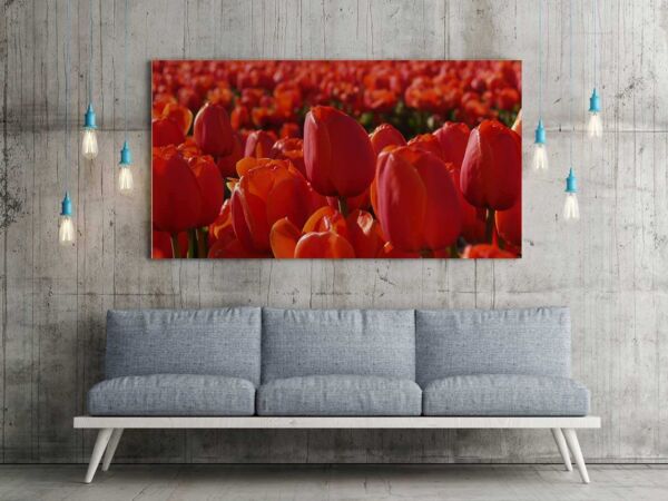 Fotocuadro Floral Tulipanes Rojos