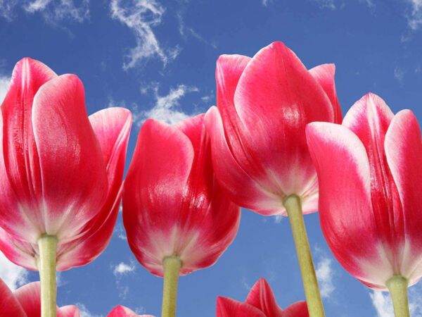 Fotocuadro Floral Tulipanes Rojos Florecidos