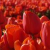 Fotocuadro Floral Tulipanes Rojos Diseño