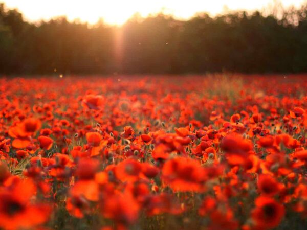 Cuadro Paisaje Atardecer Amapolas Rojas