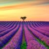 Cuadro Paisaje Atardecer Campo Lavanda