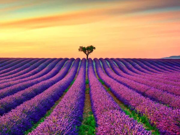 Cuadro Paisaje Atardecer Campo Lavanda