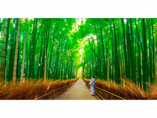 fotomural-bambu-de-arashiyama2