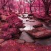 fotomural bosque rosa diseno