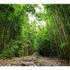 Fotomural Camino Bosque de Bambú
