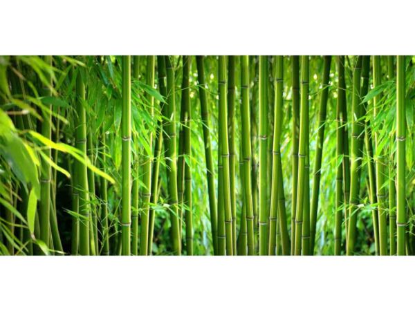 Fotomural Cañas de Bambú