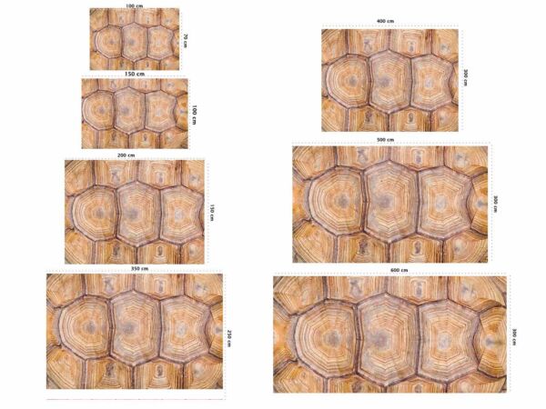 fotomural-caparazon-de-tortuga-medidas