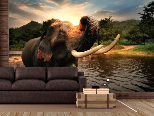 Fotomural Elefante Atardecer