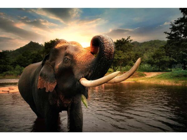 Fotomural Elefante Atardecer