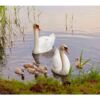 Fotomural Familia de Cisnes en el Lago