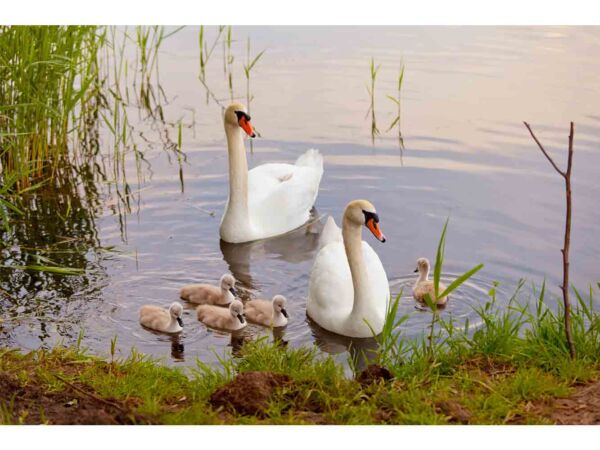 Fotomural Familia de Cisnes en el Lago