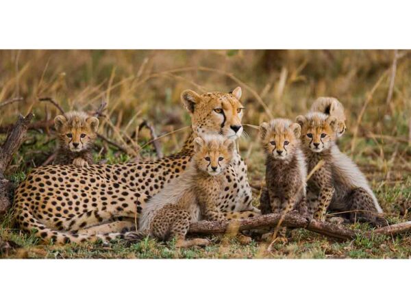 Fotomural Familia de Guepardos en la Selva