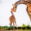 Fotomural Girafa y Cria