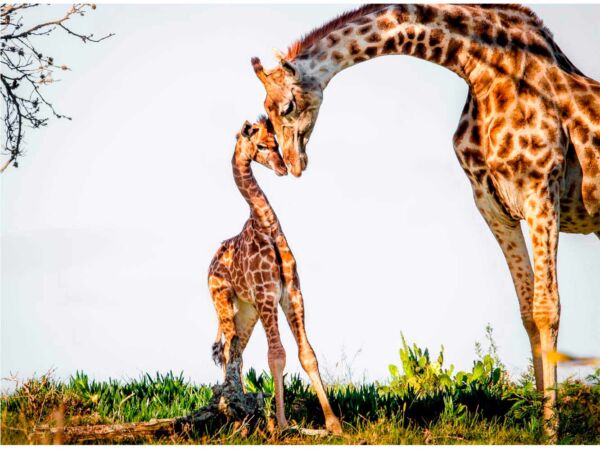 Fotomural Girafa y Cria