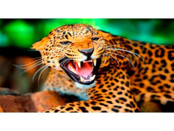 fotomural-leopardo2